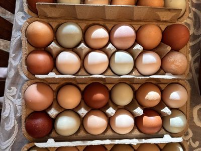 Farm Fresh Eggs