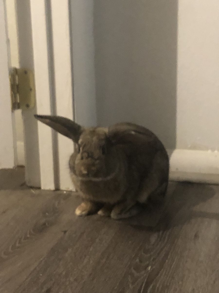giant lop bunny