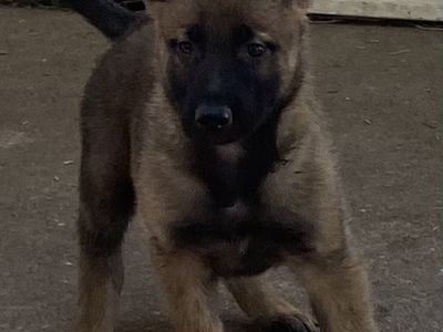 German Shepherd/Belgian Malinois puppies