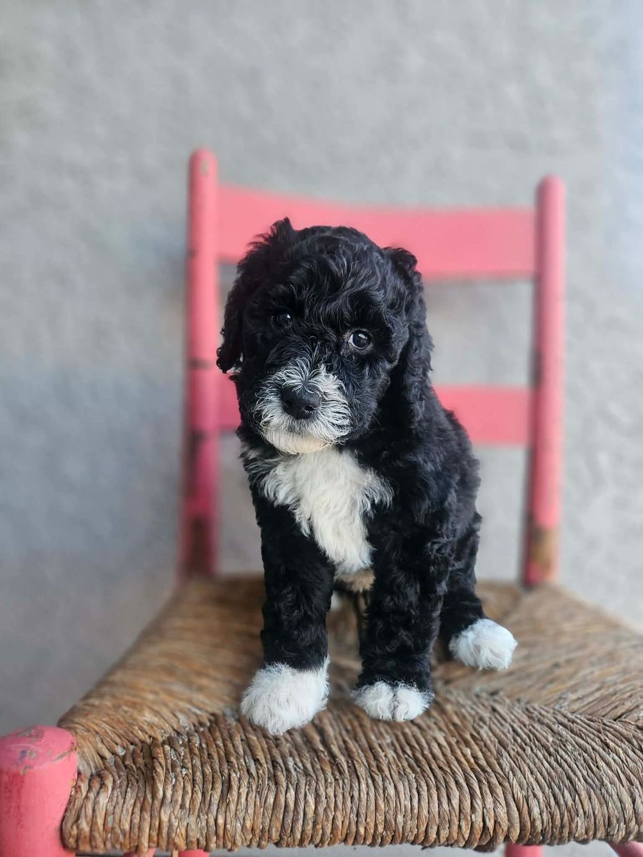 Aussiedoodle - Puppy