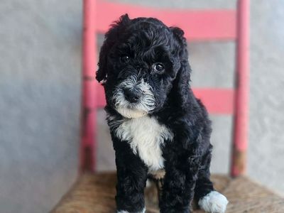 Aussiedoodle - Puppy