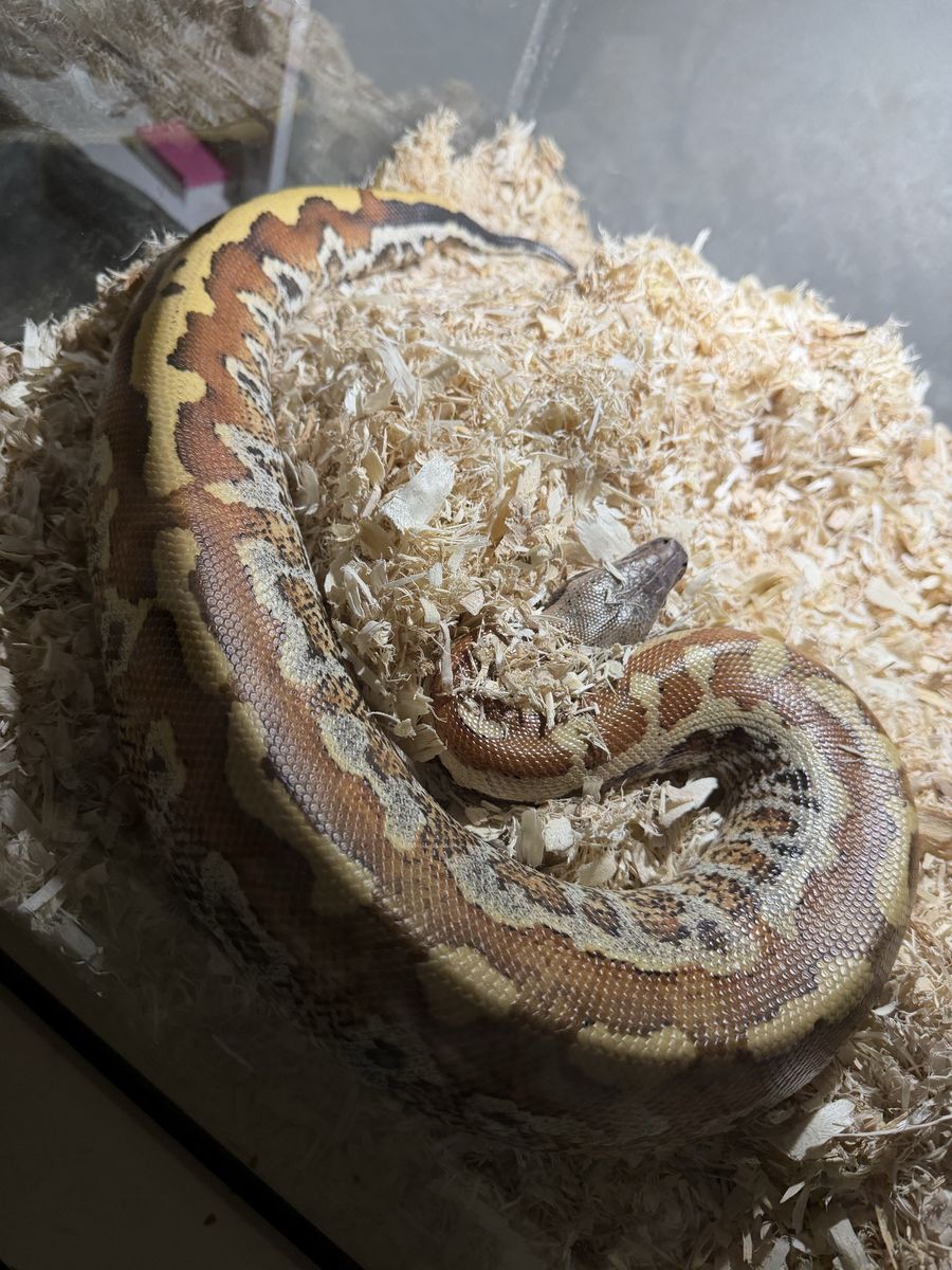Blood Python 