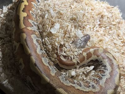 Blood Python