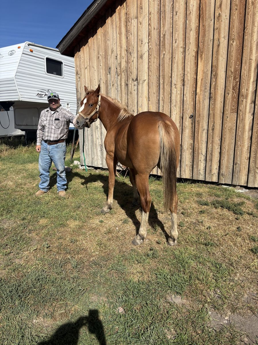 Coming 2 year old 1/2 draft filly