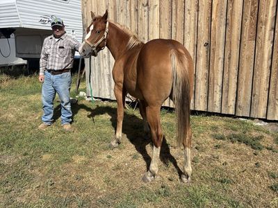 Coming 2 year old 1/2 draft filly