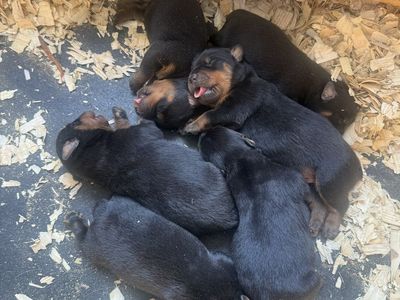 AKC GERMAN ROTTWEILERS