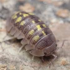 Yellow Spanish isopods