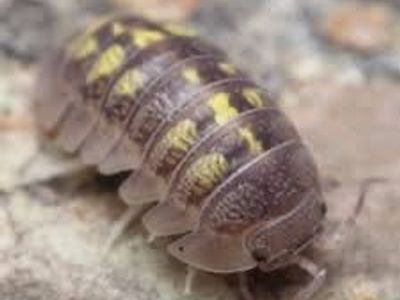 Yellow Spanish isopods