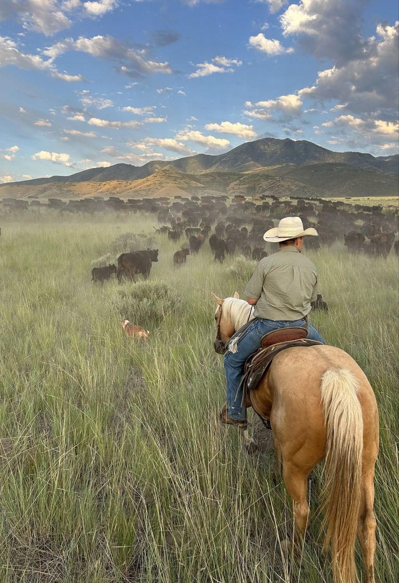 Looking for grazing permits