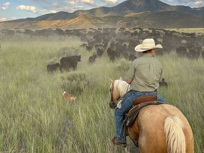 Looking for grazing permits