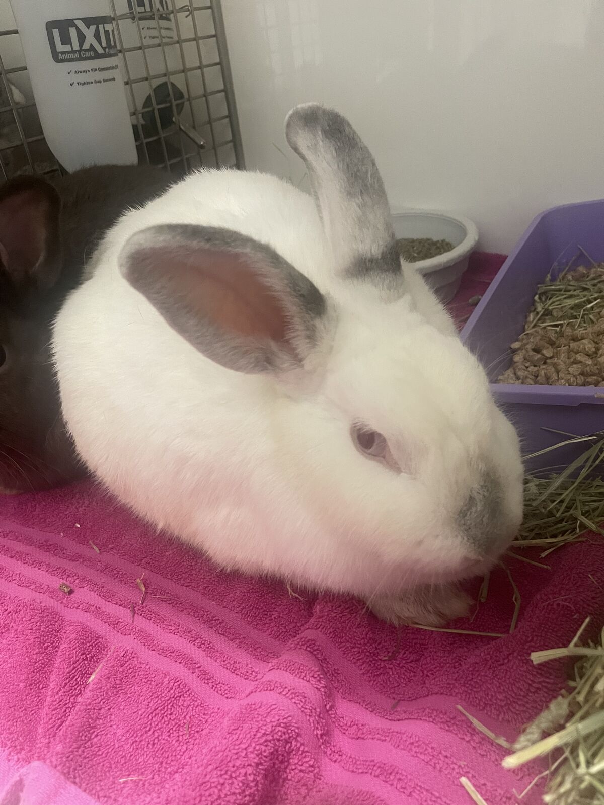 A157547 Clairice is Available for Adoption!