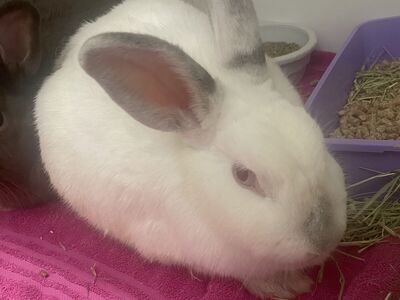 A157547 Clairice is Available for Adoption!