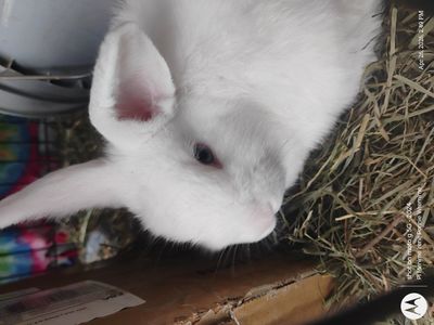 baby bunnies for sale to good home