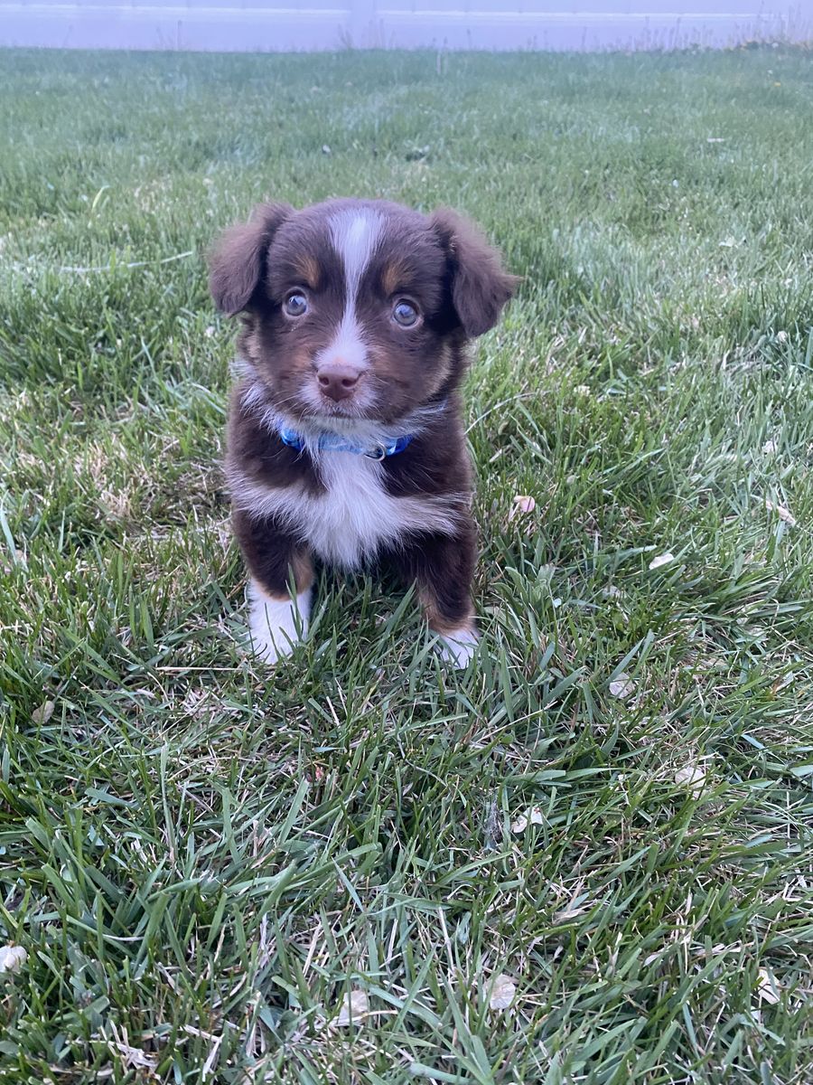 Toy Australian Shepard