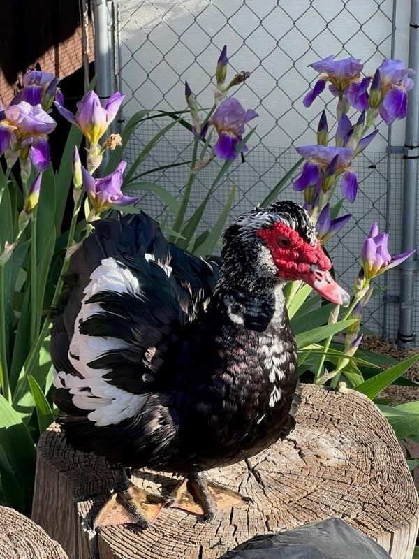 Donald the Muscovy Duck