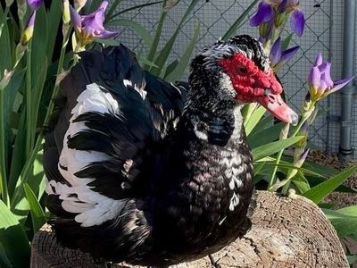 Donald the Muscovy Duck