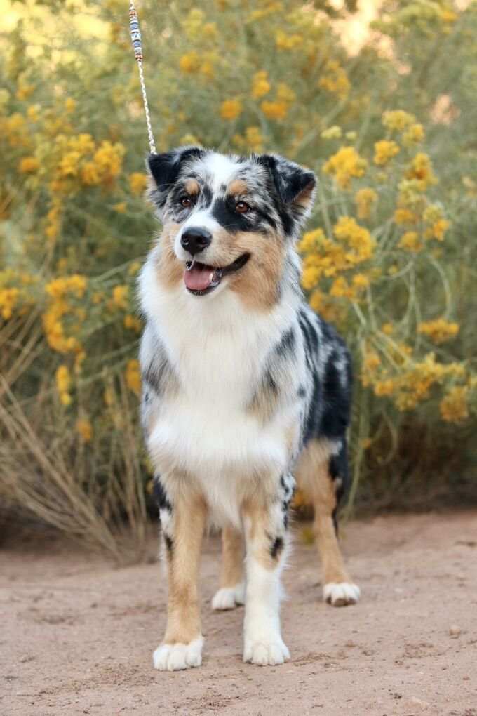 Female Australian Shepherd