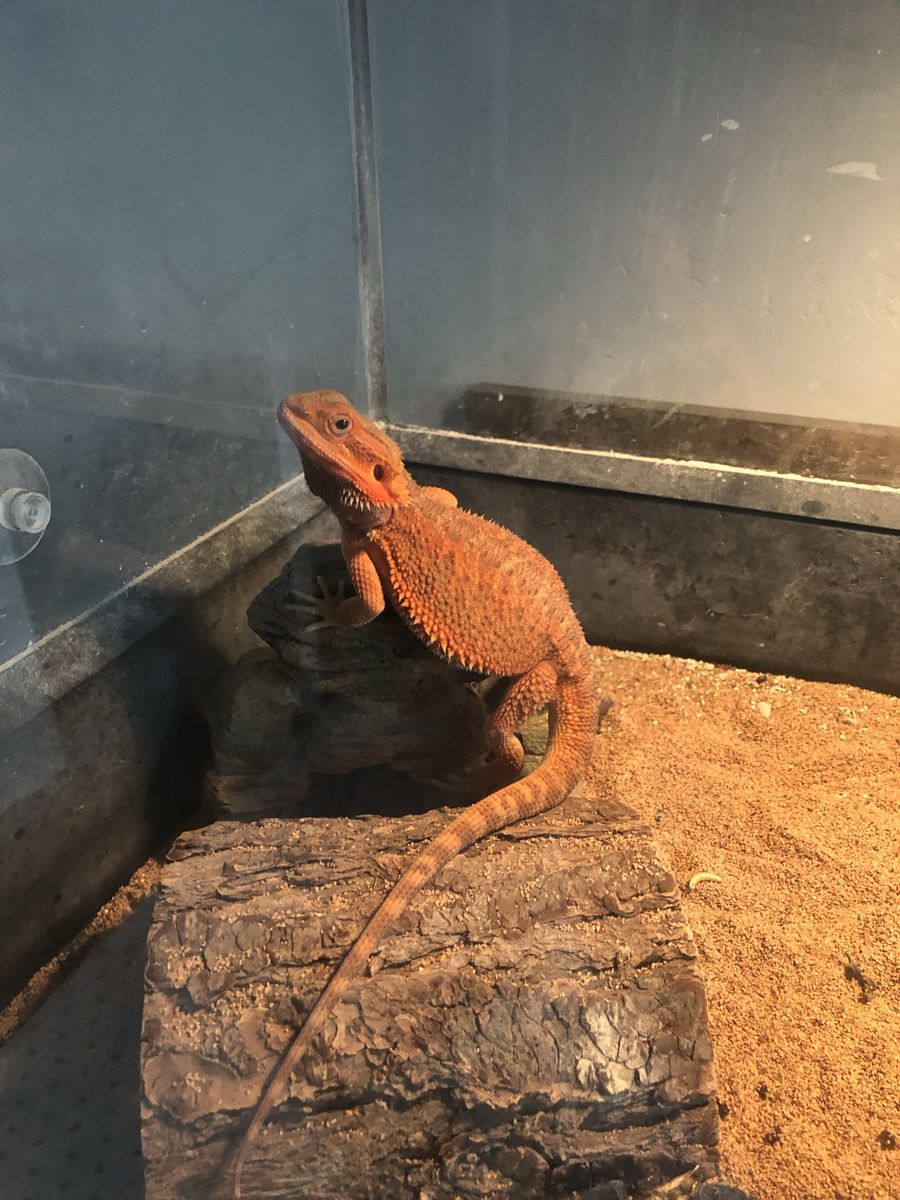 Red Bearded Dragon Lizard
