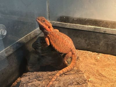 Red Bearded Dragon Lizard