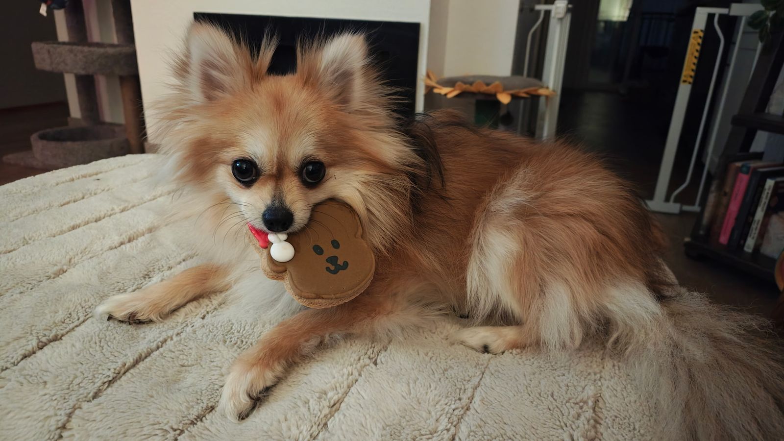 1.5 YO Female Pomeranian AKC Certified