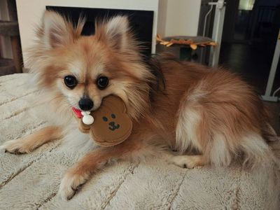 1.5 YO Female Pomeranian AKC Certified