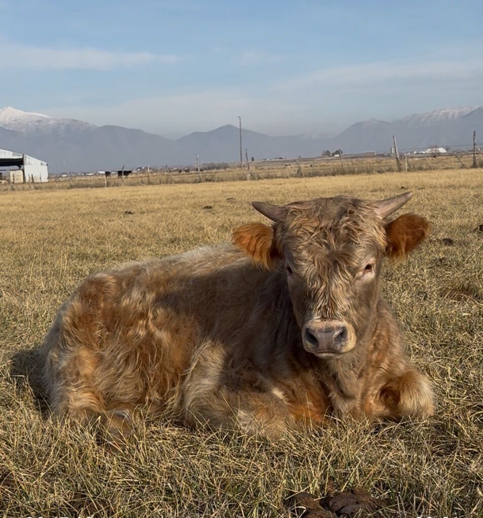 Scottish Highland Jersey Cross Bull Calf