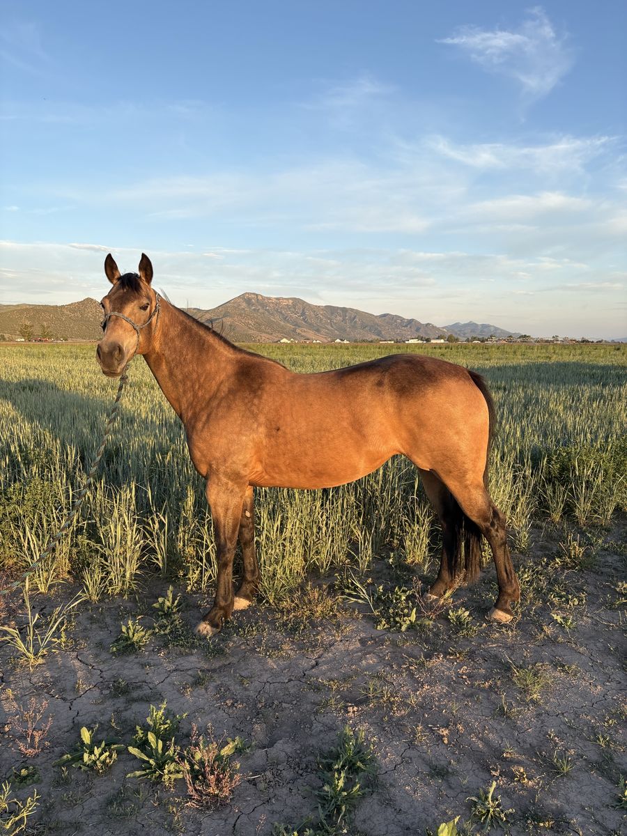 Buckskin Mare