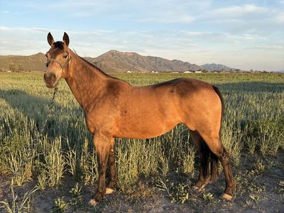 Buckskin Mare