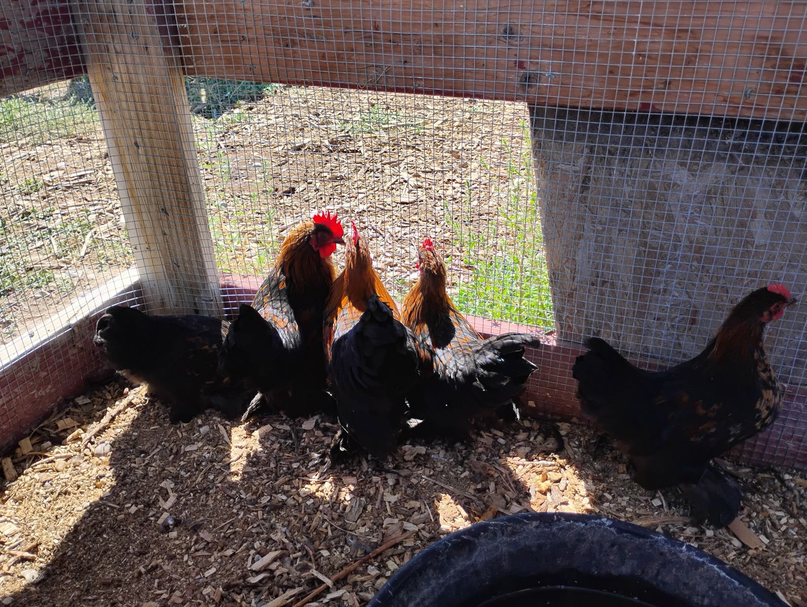 Juvenile Bantam Cochin Hens