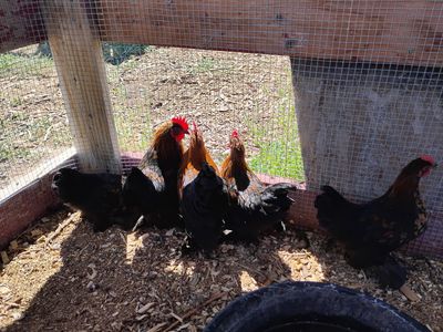 Juvenile Bantam Cochin Hens