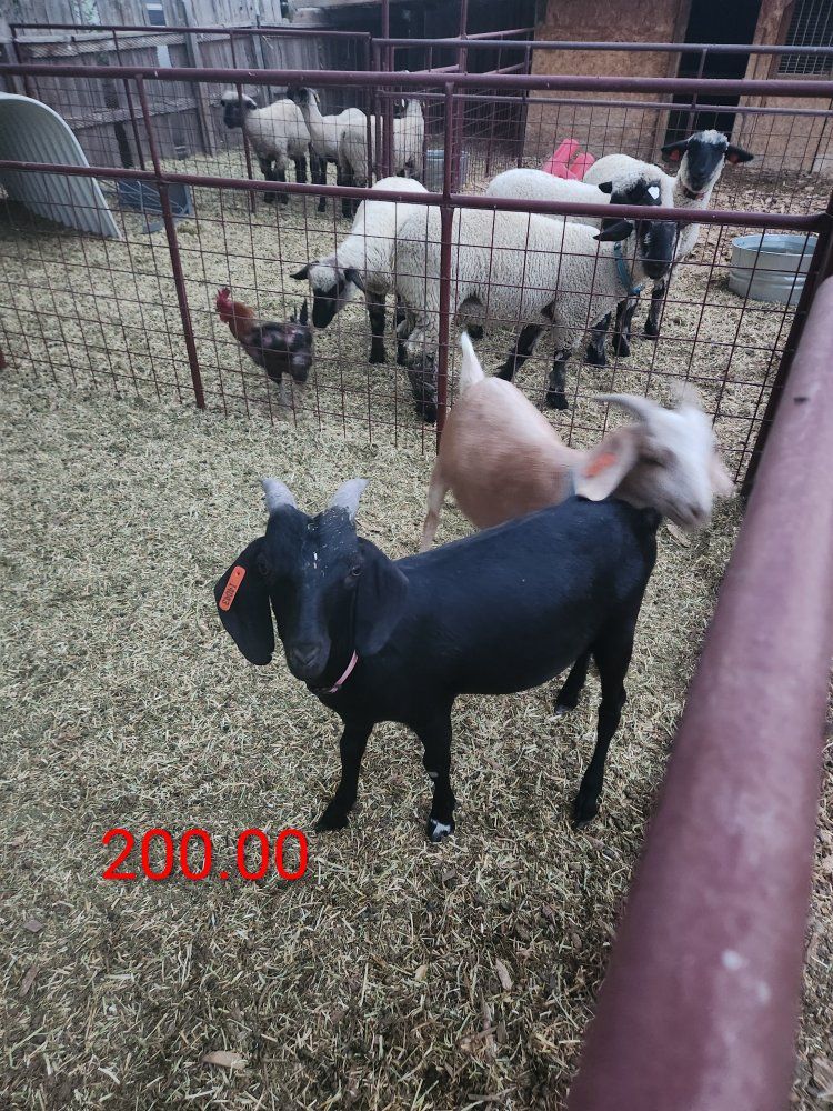 Young Goats for Sale