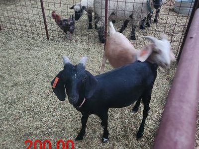 Young Goats for Sale
