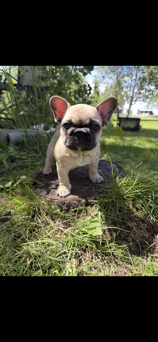 French Bulldog