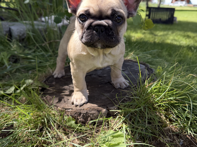 French Bulldog
