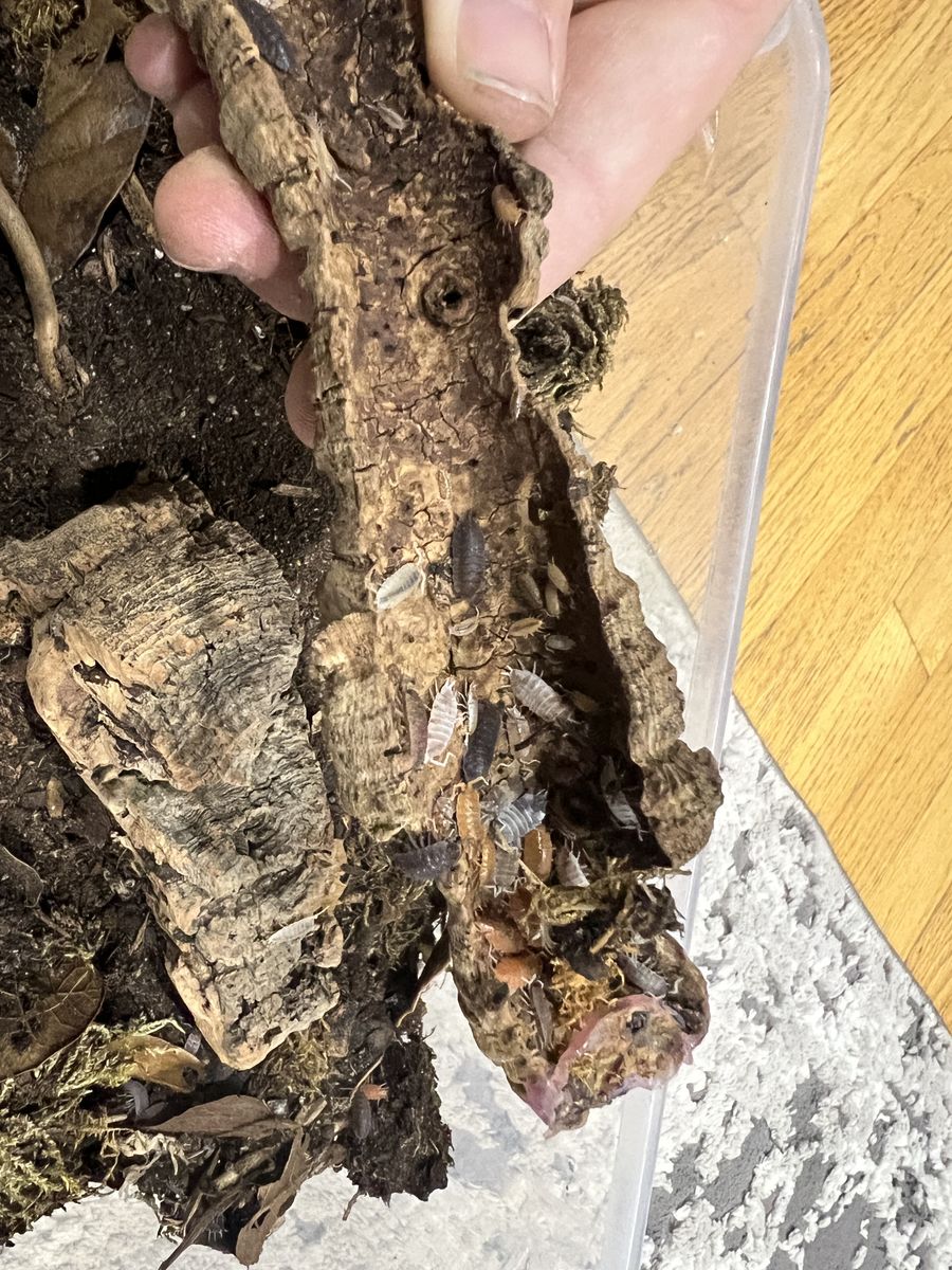 Party Mix Isopod Established Cultures