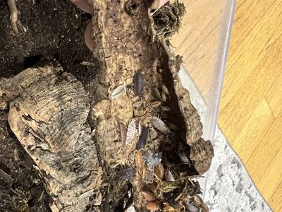 Party Mix Isopod Established Cultures