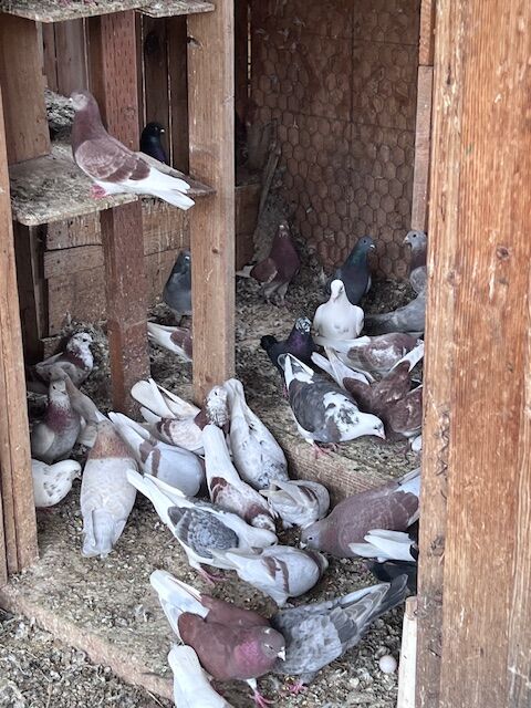 pigeons for sale
