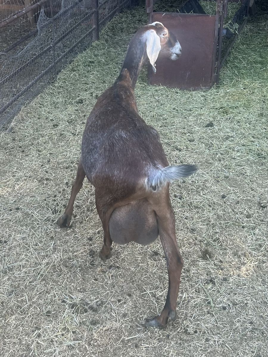 Nubian Milk Goat Does
