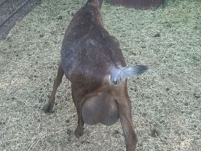 Nubian Milk Goat Does