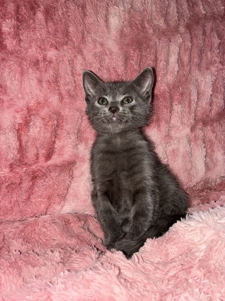 Hypoallergenic Russian Blue kittens last one!