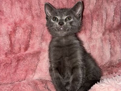 Hypoallergenic Russian Blue kittens last one!