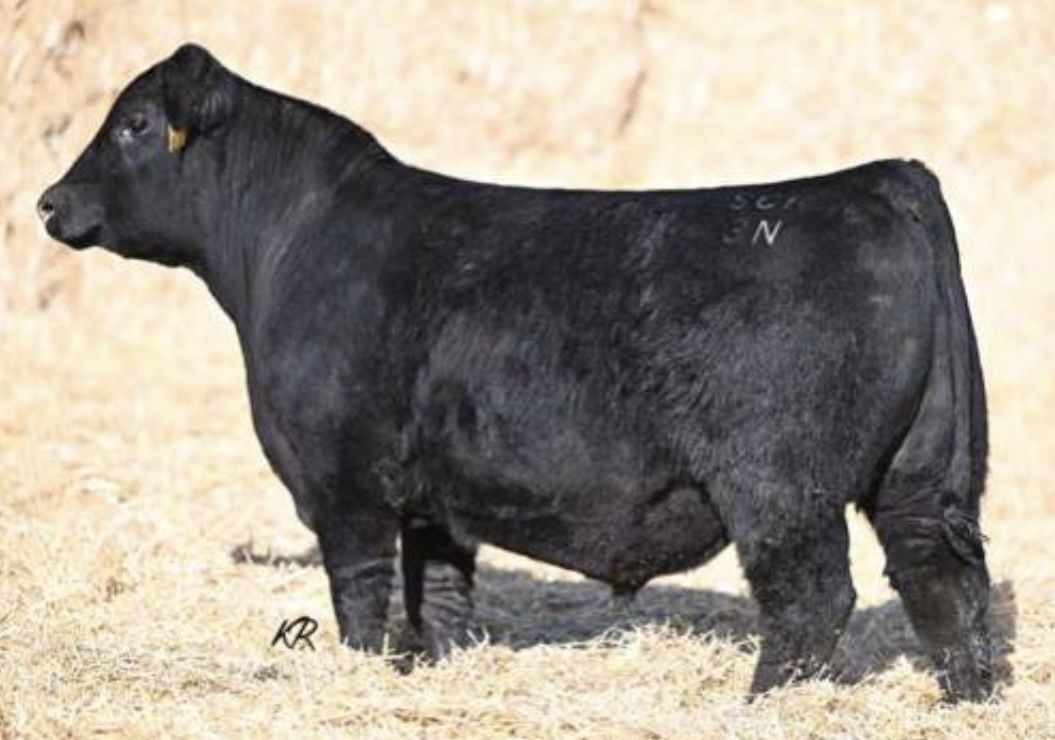 Semen-Spring Cove Harvey-Spring Cove Grant son