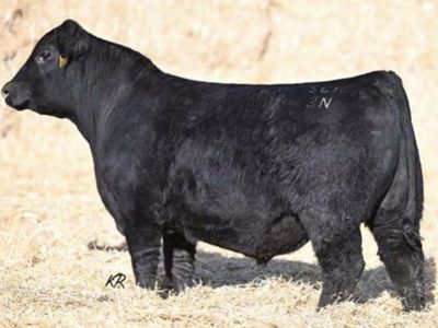 Semen-Spring Cove Harvey-Spring Cove Grant son