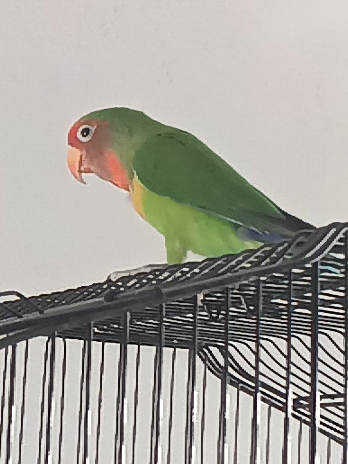 hybrid love bird for sale