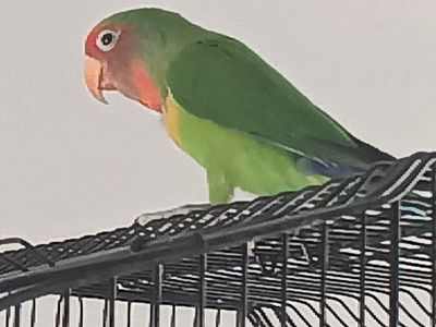 hybrid love bird for sale