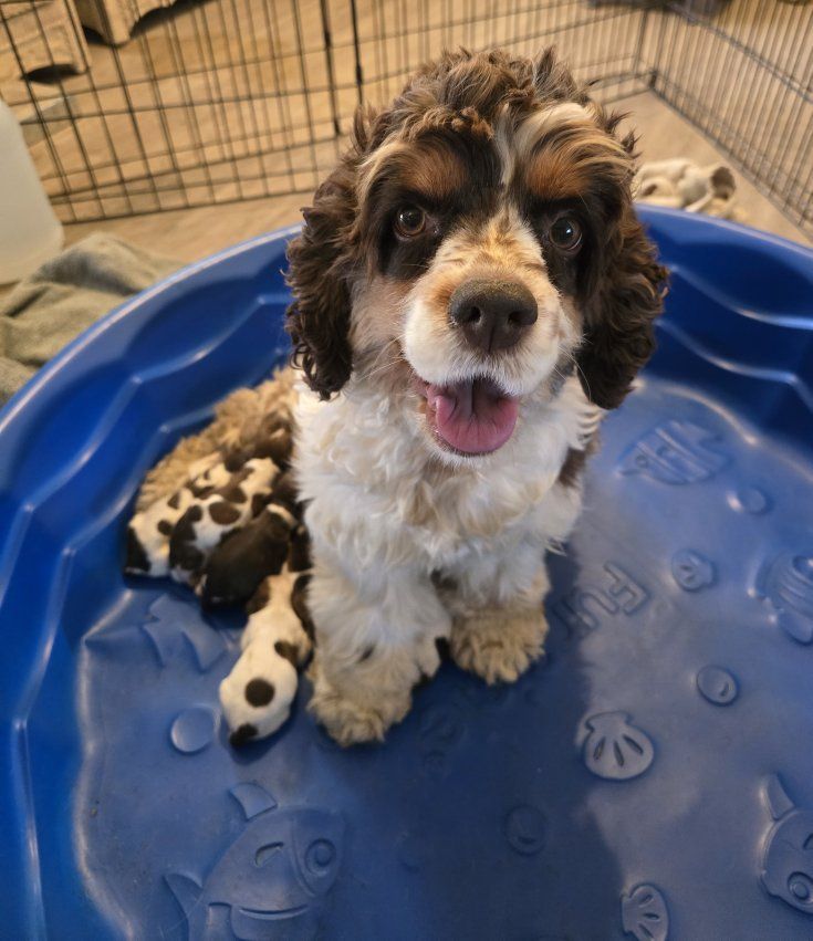 cocker spaniels Mother's Day pups!!