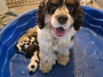 cocker spaniels Mother's Day pups!!