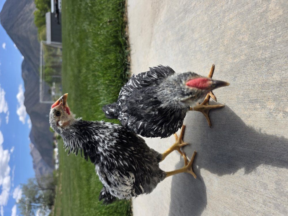 6 Week Silver Wyandotte Cockerels