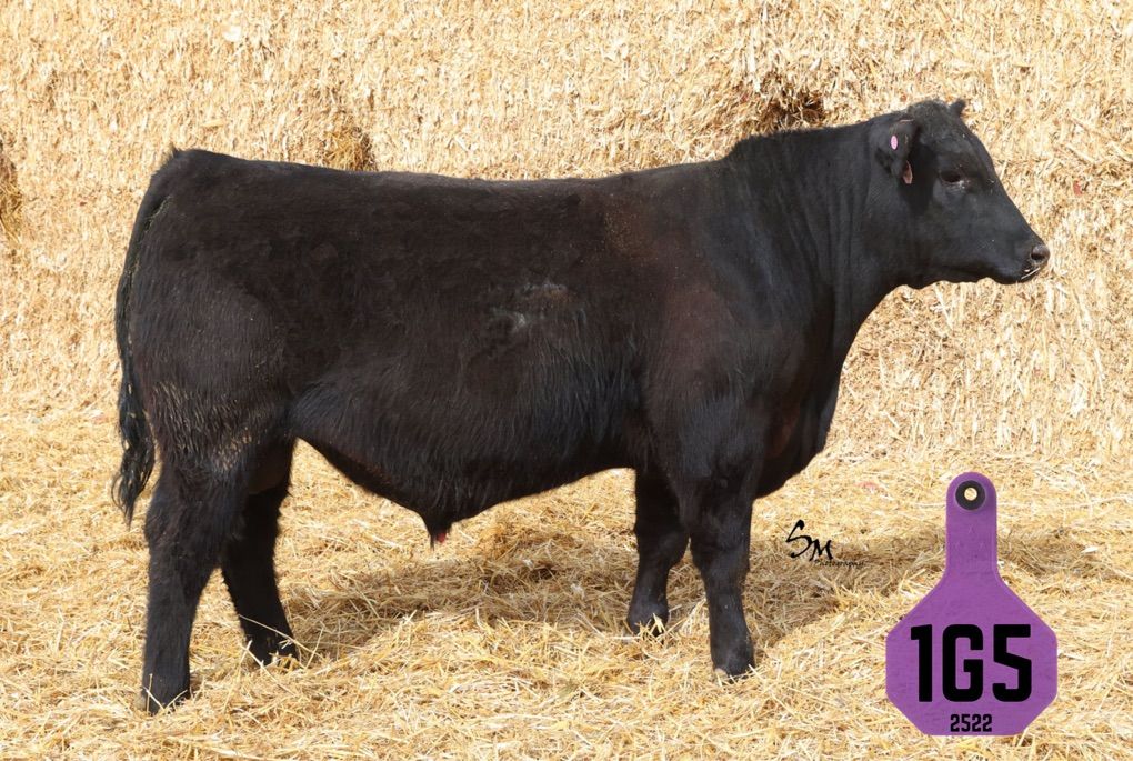 PAP Tested Angus & SimAngus Bulls