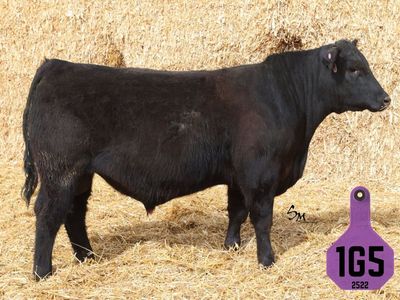 PAP Tested Angus & SimAngus Bulls